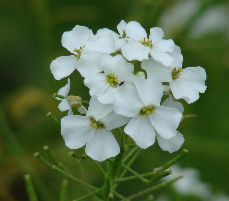 Image of Dontostemon pinnatifidus specimen.