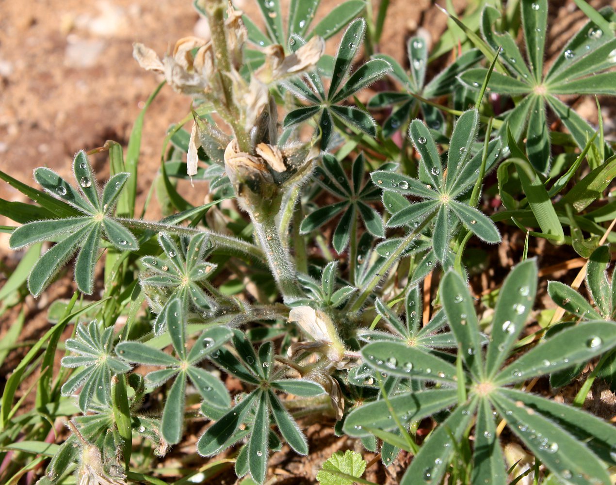 Изображение особи Lupinus palaestinus.