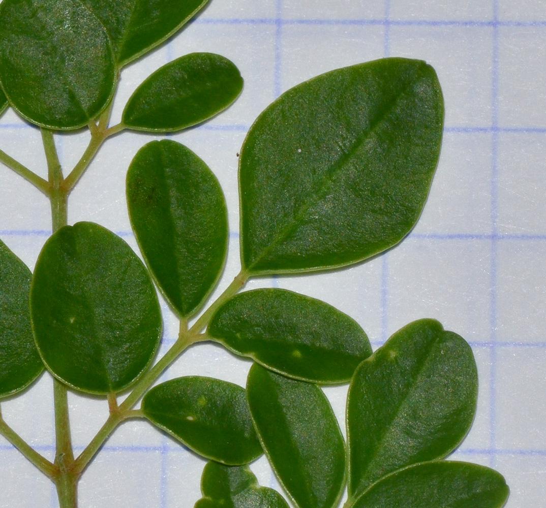 Image of Moringa oleifera specimen.