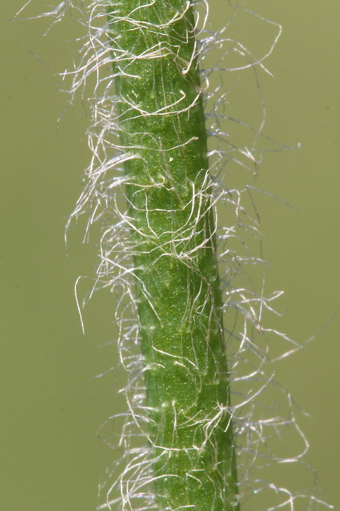 Image of genus Papaver specimen.