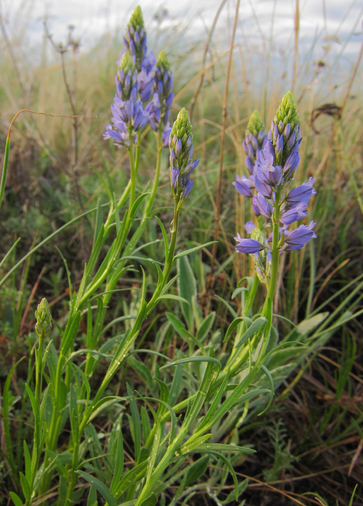 Изображение особи Polygala comosa.