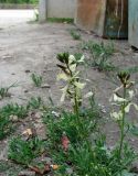 Eruca sativa. Цветущие растения. Крым, Карадагский заповедник, биостанция, рядом с мусорниками. 26 апреля 2014 г.