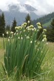 Allium altaicum