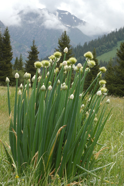 Изображение особи Allium altaicum.