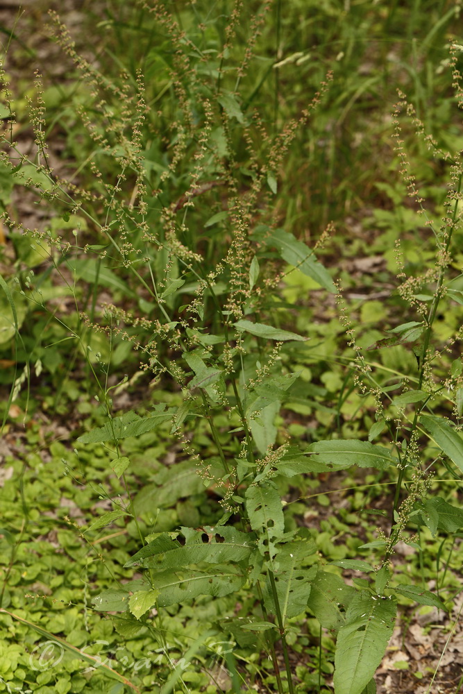 Изображение особи Rumex conglomeratus.