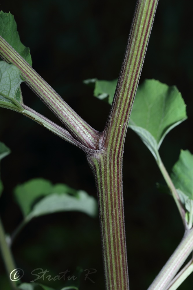 Image of Arctium tomentosum specimen.