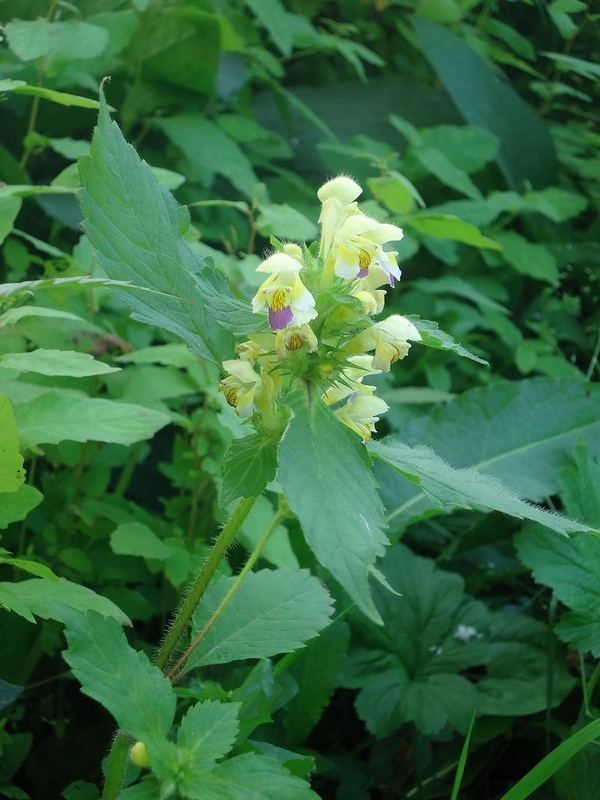 Изображение особи Galeopsis speciosa.