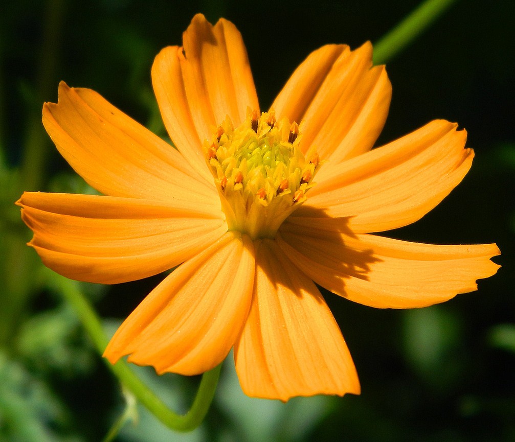 Image of Cosmos sulphureus specimen.