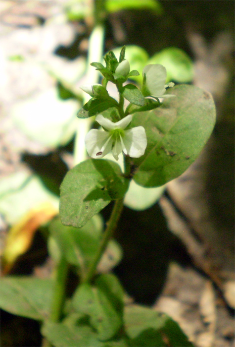 Image of Veronica serpyllifolia specimen.