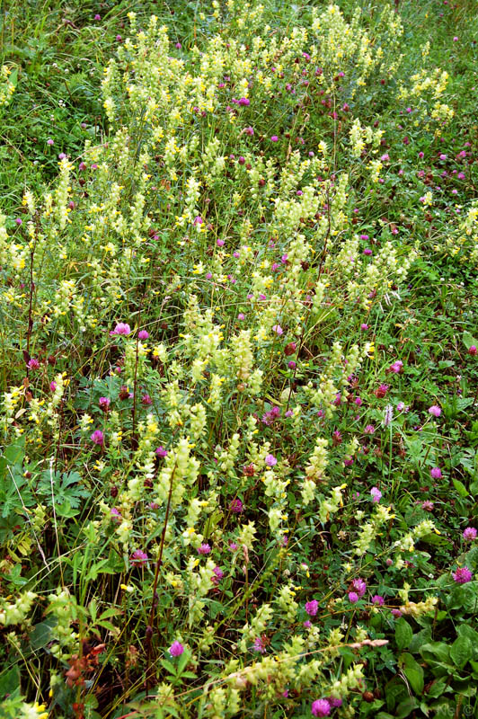 Image of Rhinanthus serotinus specimen.