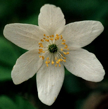 Изображение особи Anemone nemorosa.