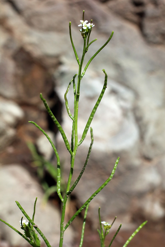 Image of Arabis auriculata specimen.