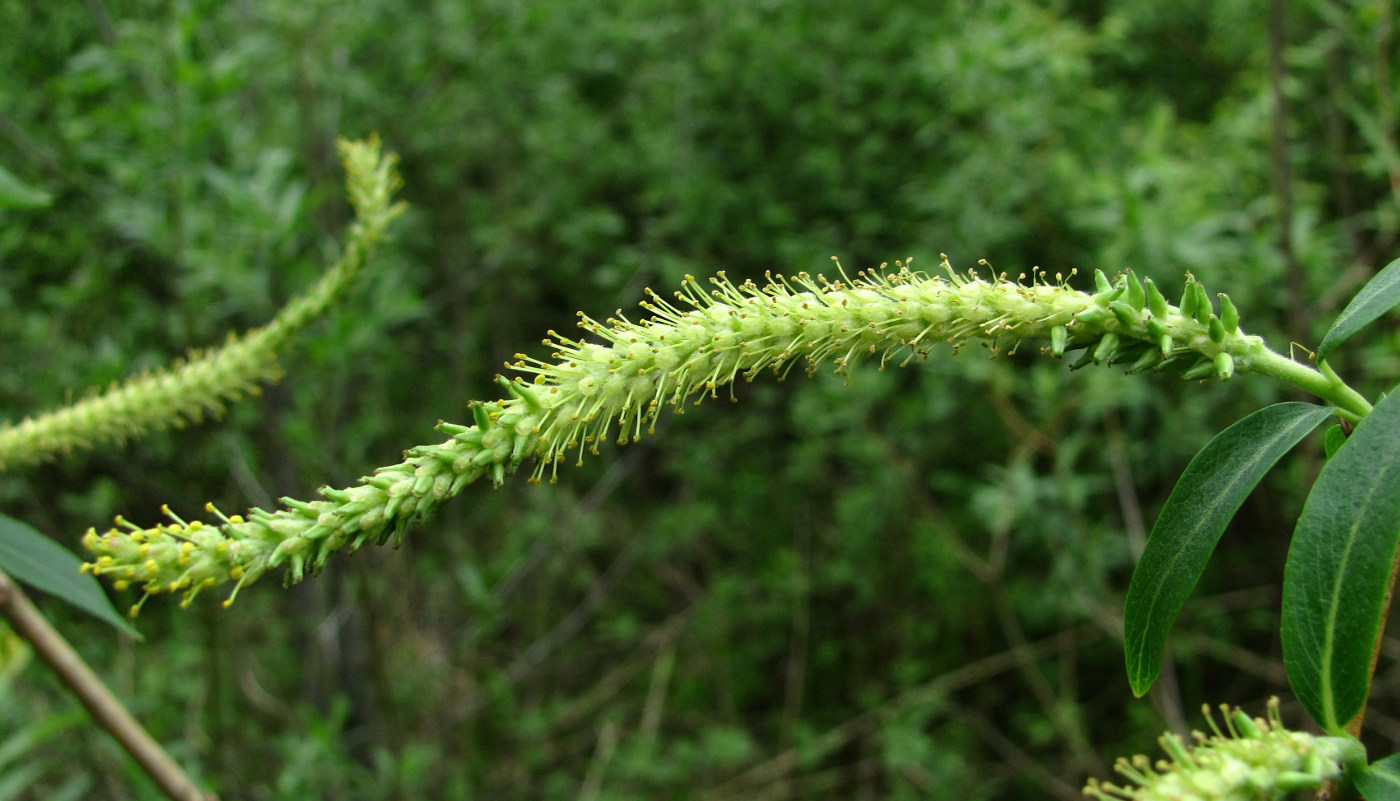 Изображение особи Salix triandra.