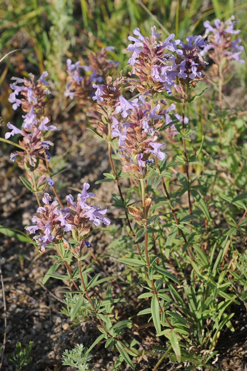 Image of Dracocephalum integrifolium specimen.