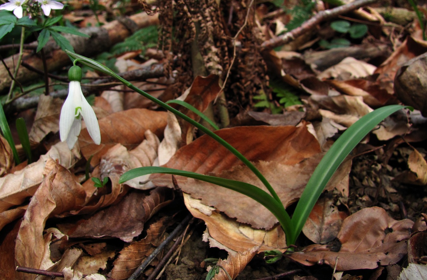 Image of Galanthus rizehensis specimen.