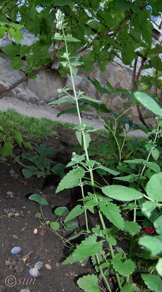 Изображение особи Nepeta cataria.