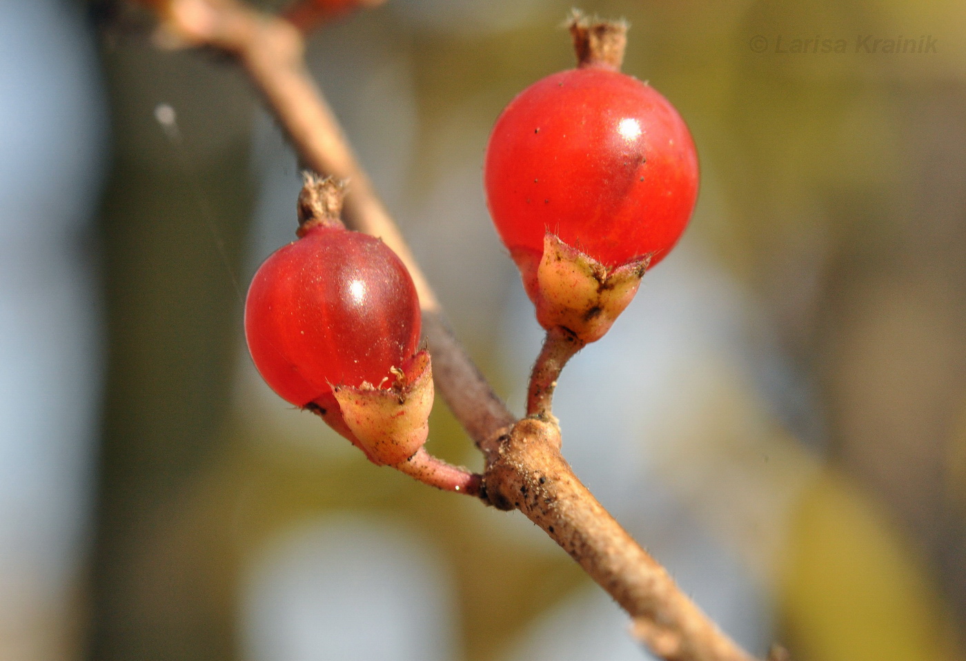 Image of Lonicera maackii specimen.