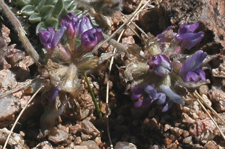 Изображение особи род Oxytropis.