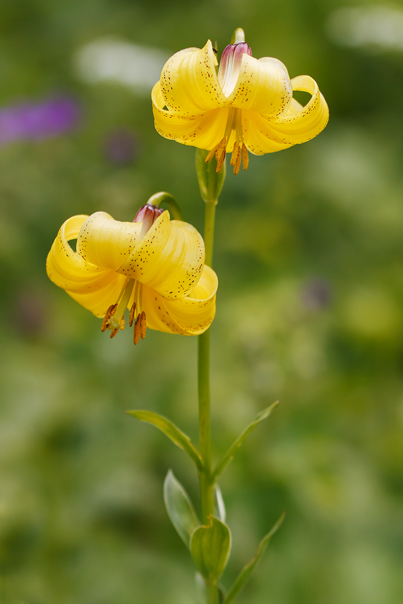 Изображение особи Lilium monadelphum.