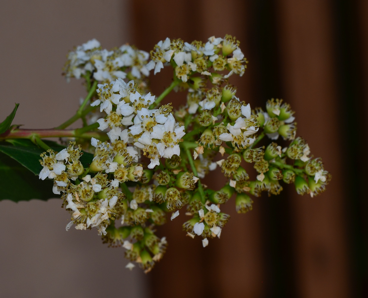 Image of Heteromeles arbutifolia specimen.