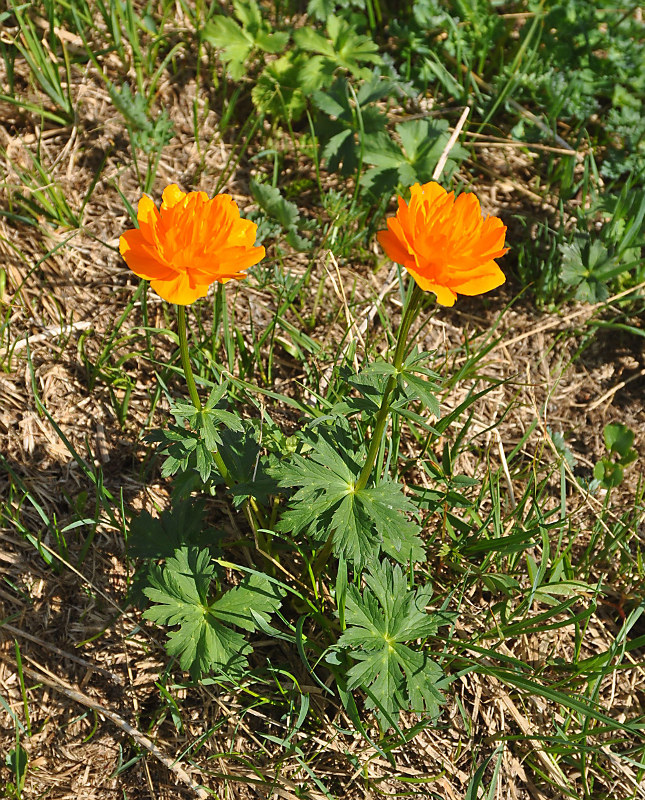 Image of Trollius asiaticus specimen.