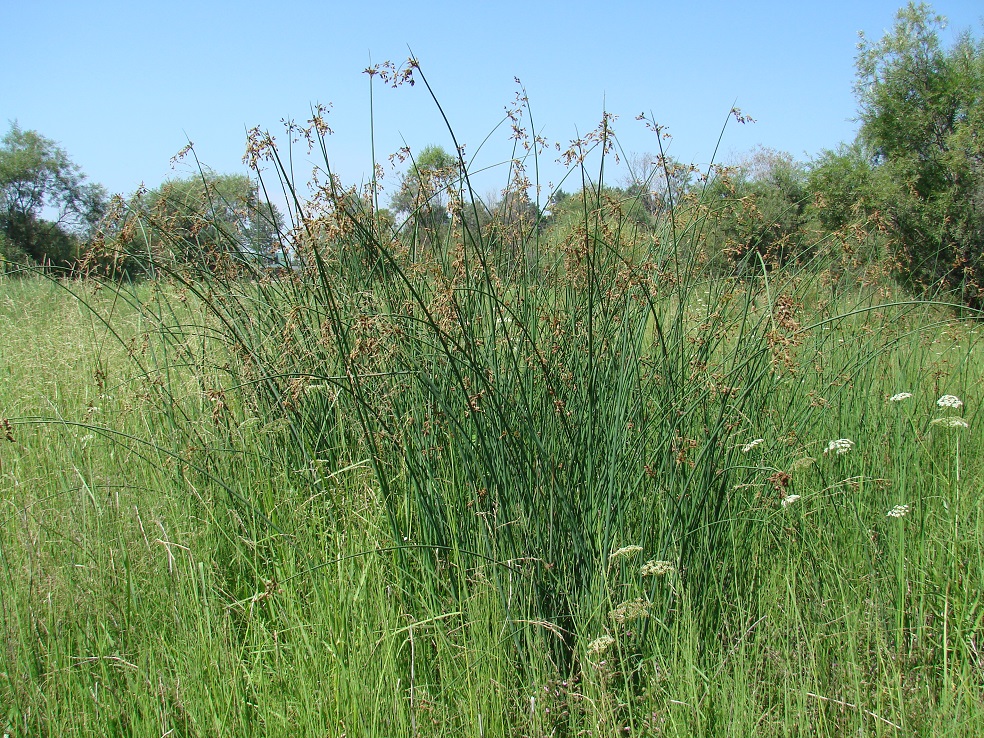 Image of genus Scirpus specimen.