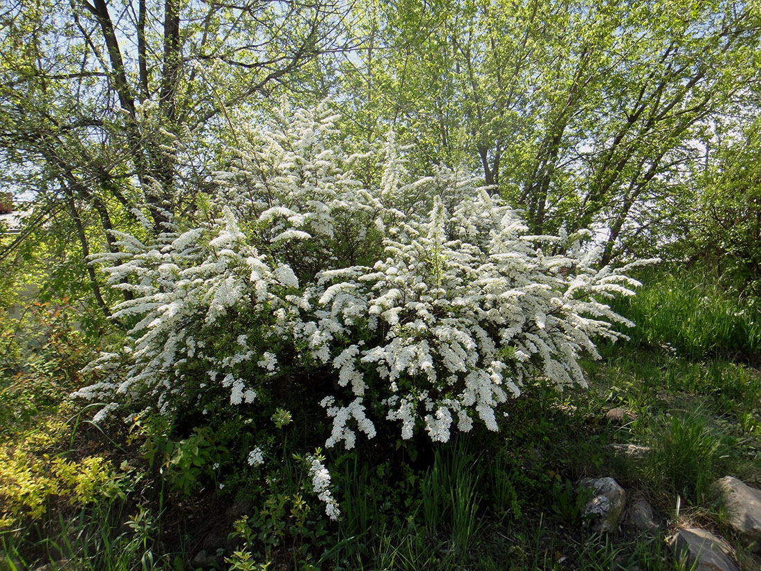 Image of Spiraea &times; cinerea specimen.