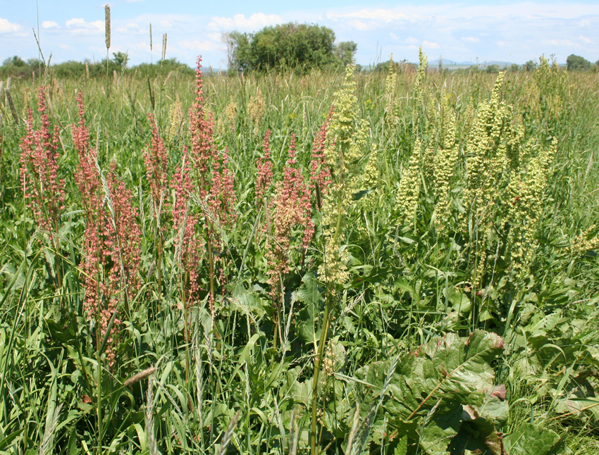 Изображение особи Rumex confertus.