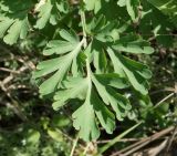 Corydalis nobilis