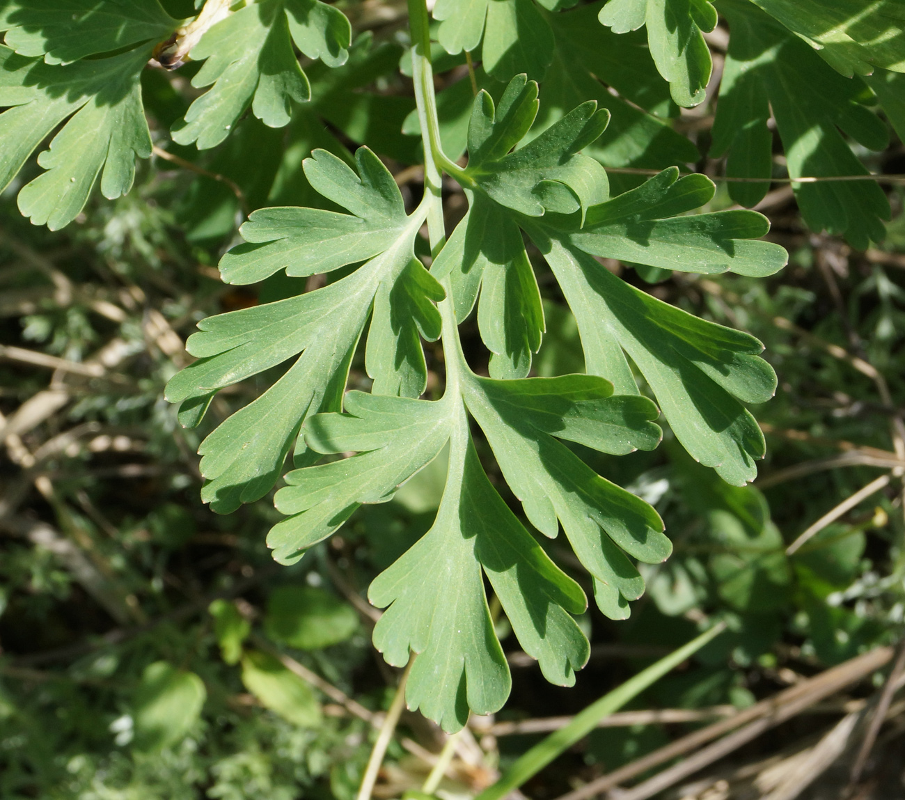 Изображение особи Corydalis nobilis.