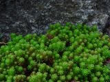 Sedum lydium