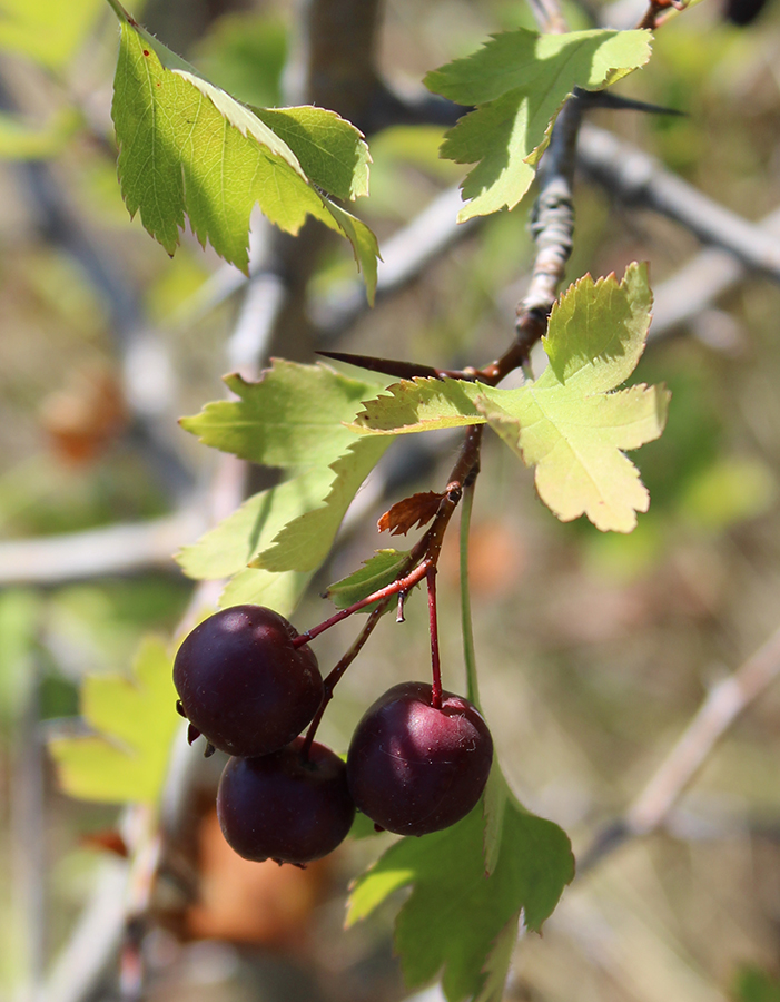 Image of Crataegus ambigua specimen.