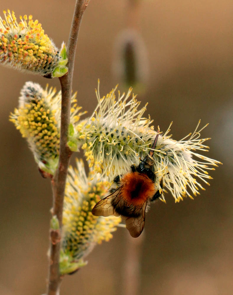 Image of Salix cinerea specimen.