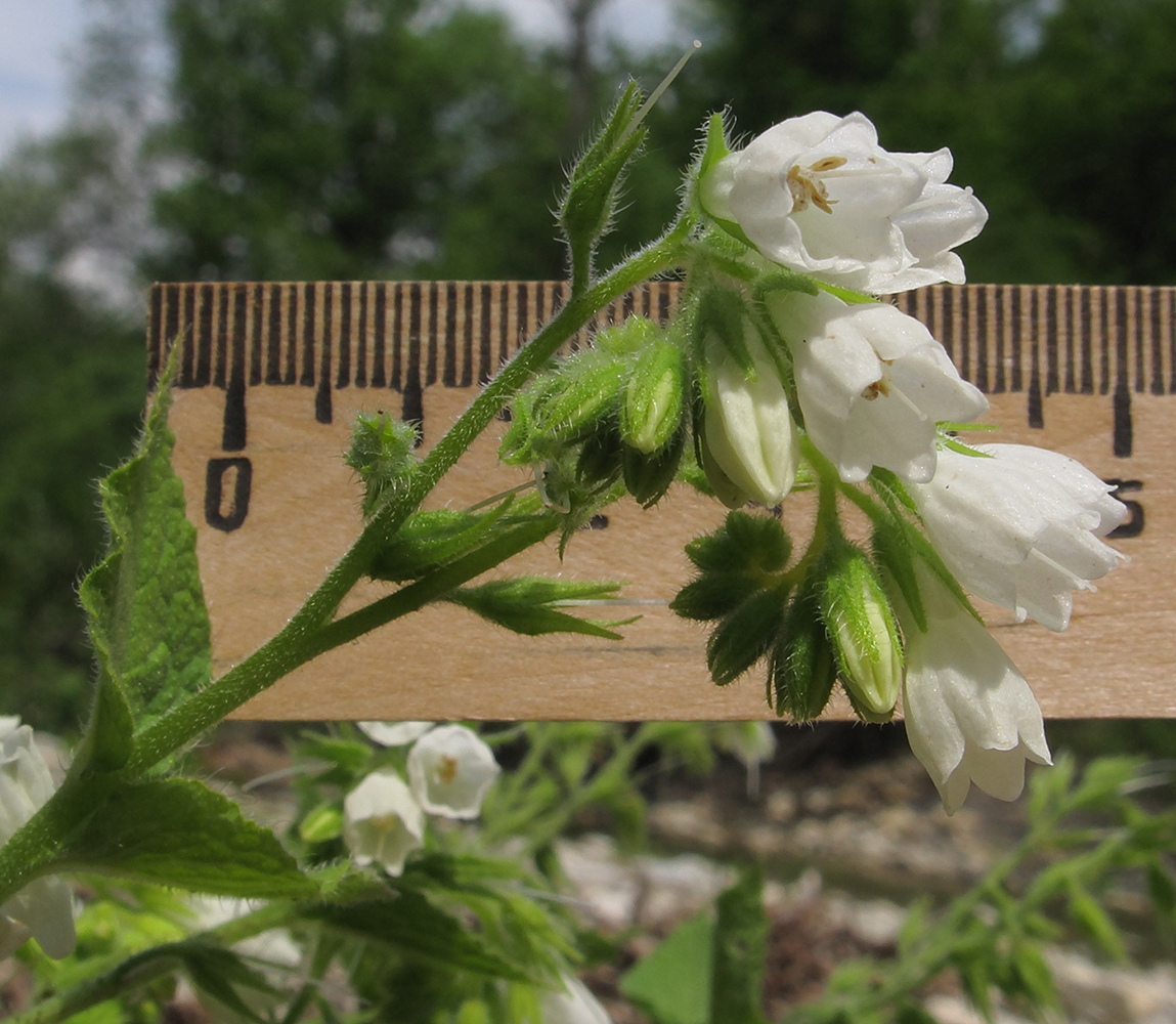 Изображение особи Symphytum tauricum.