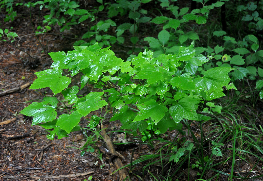 Image of genus Ribes specimen.