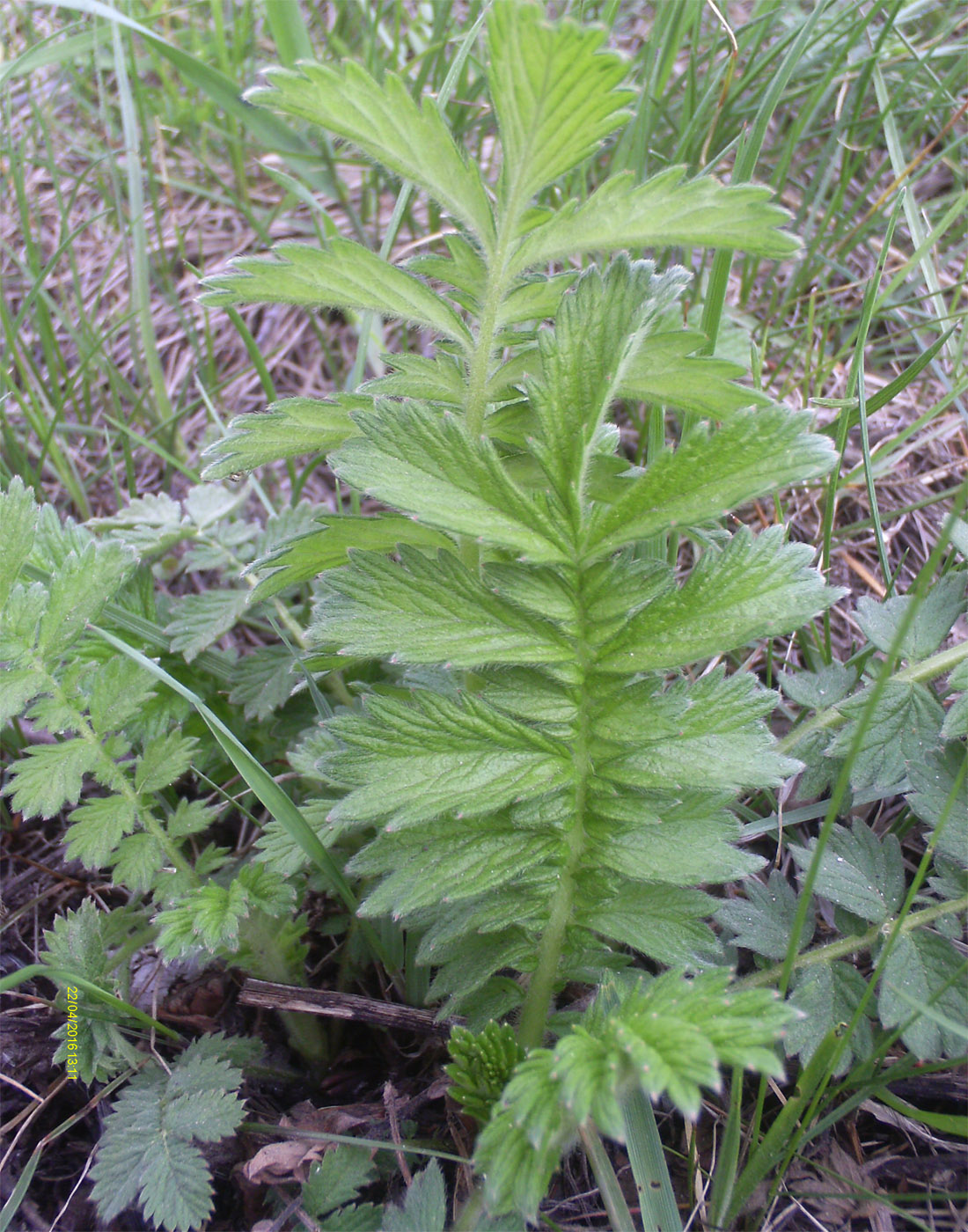 Image of Agrimonia eupatoria specimen.