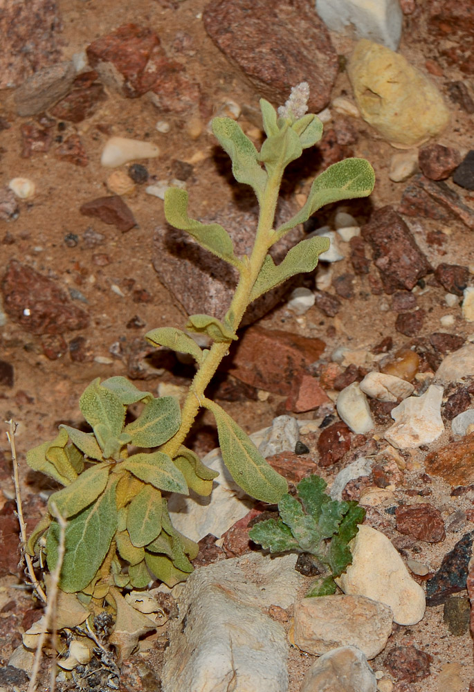 Image of Aerva javanica specimen.