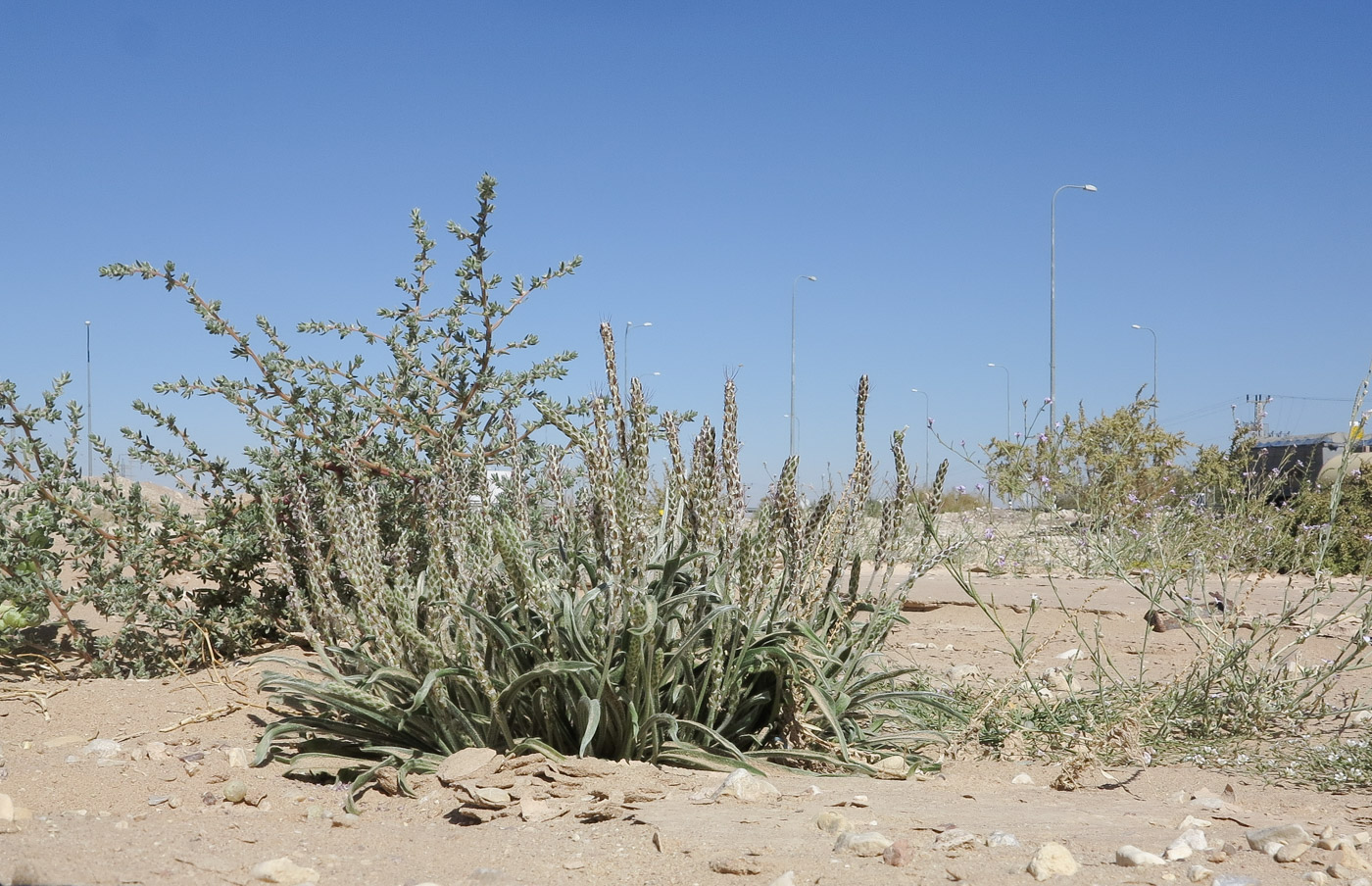 Image of Plantago cylindrica specimen.