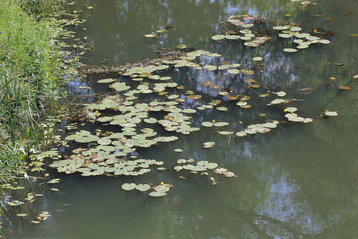 Image of Nuphar lutea specimen.