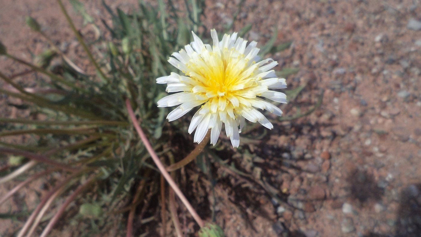 Image of genus Taraxacum specimen.