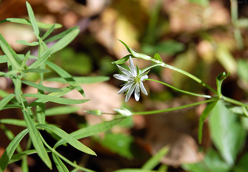 Image of Stellaria graminea specimen.