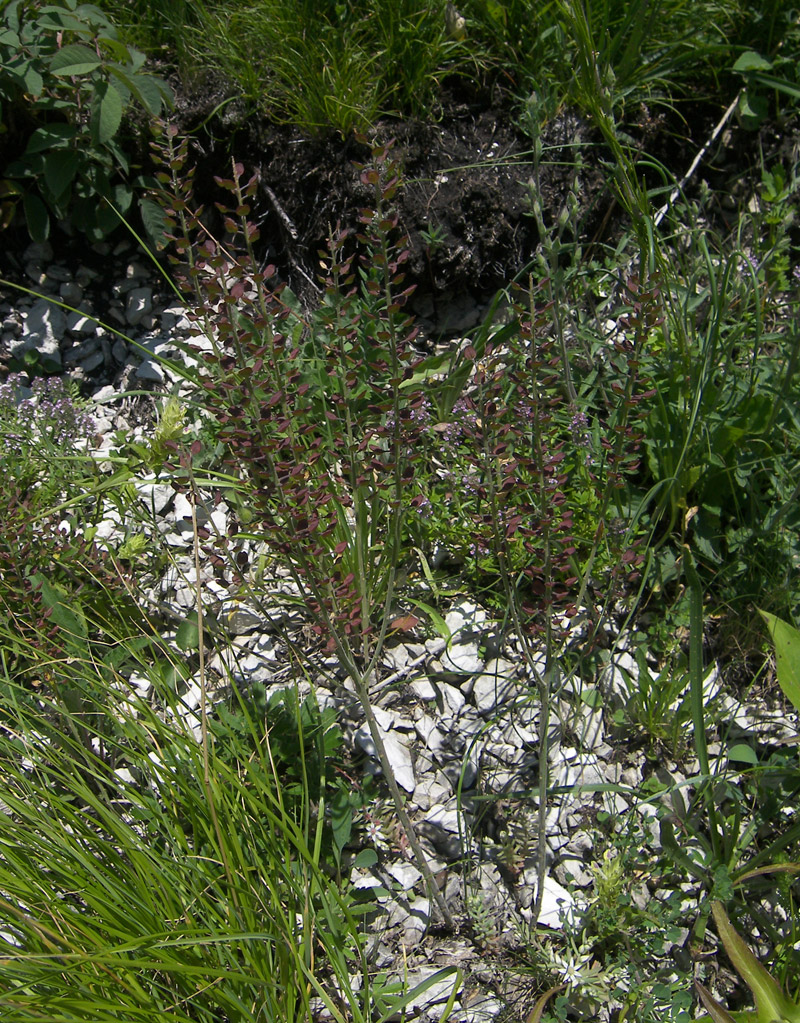 Image of Lepidium campestre specimen.