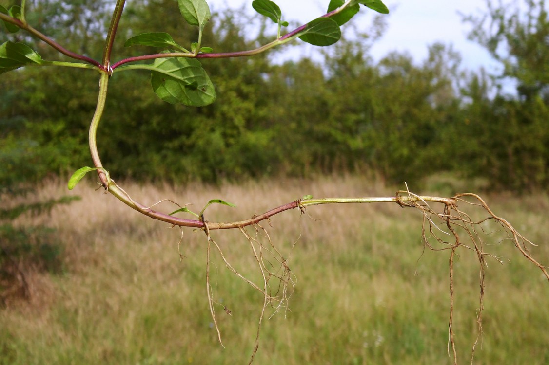 Image of Prunella vulgaris specimen.