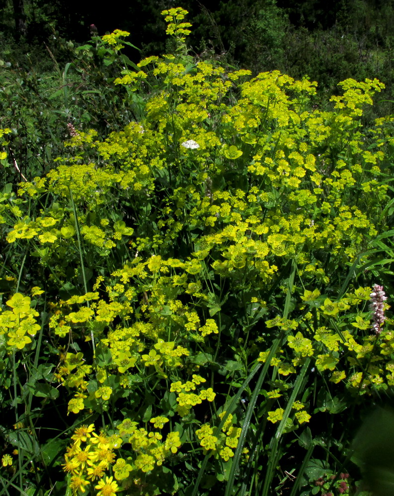 Image of Bupleurum aureum ssp. porfirii specimen.