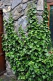 Hedera helix. Растения на стене здания. Северная Осетия, Владикавказ, в культуре. 04.07.2016.