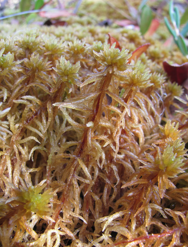 Image of Sphagnum teres specimen.