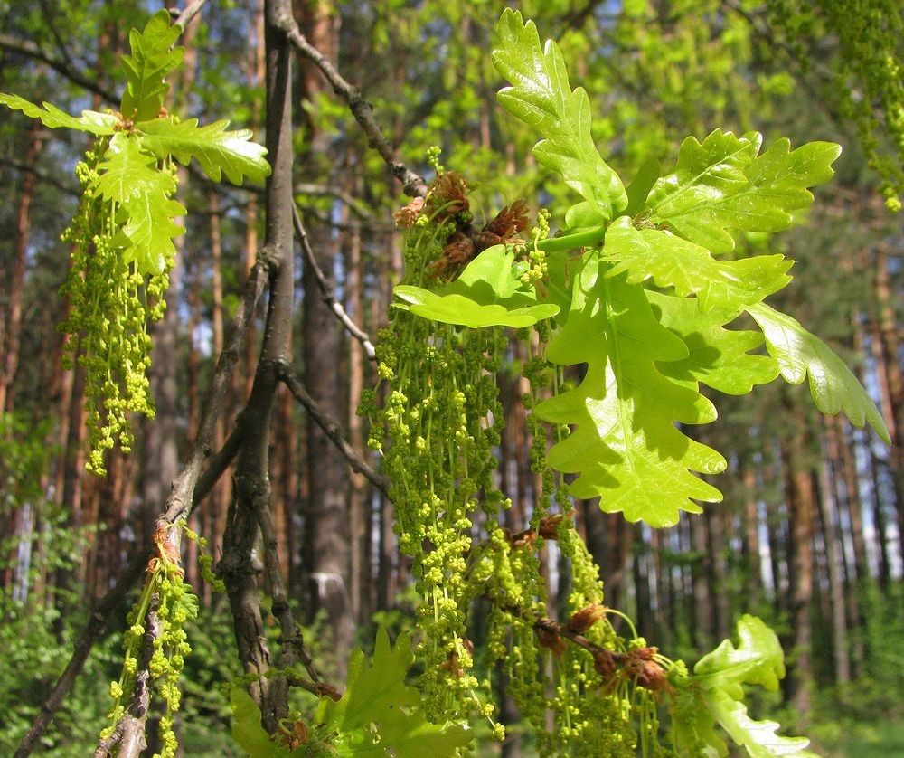 Image of Quercus robur specimen.