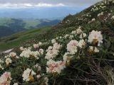 Rhododendron caucasicum. Верхушки цветущих растений. Адыгея, Кавказский биосферный заповедник, гора Гузерипль, склон балки, выс. ≈ 2100 м н.у.м. 12.06.2016.