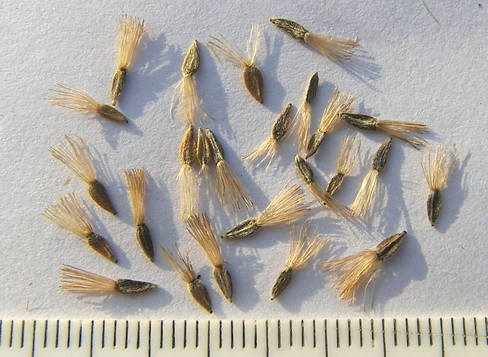 Image of Aster alpinus specimen.