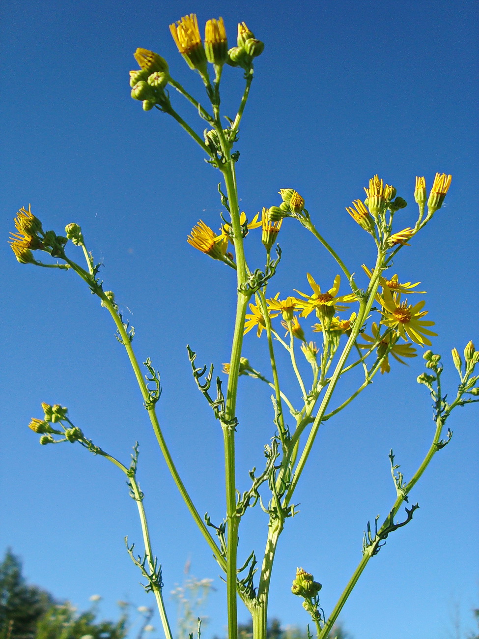 Изображение особи Senecio jacobaea.